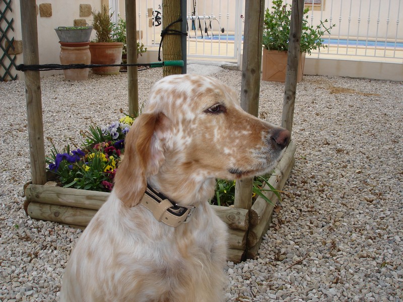 Belle de l'aile Rousse